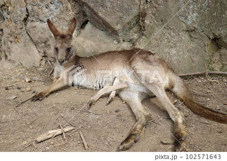 カンガルーに餌やりをする女の子、お腹の袋に子供を入れているカンガルカンガルーの親子、長崎バイオパーク 102571643