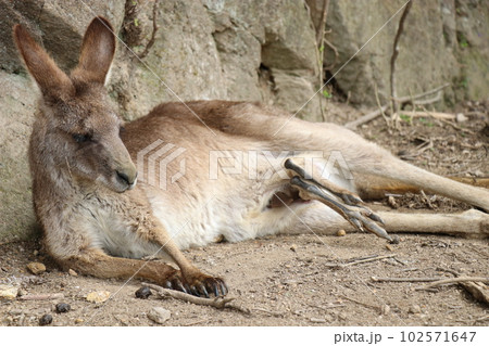 カンガルーに餌やりをする女の子、お腹の袋に子供を入れているカンガルカンガルーの親子、長崎バイオパーク 102571647