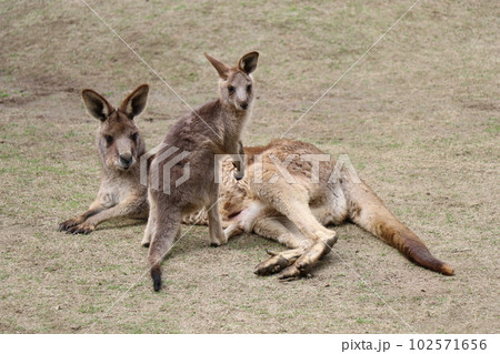 カンガルーに餌やりをする女の子、お腹の袋に子供を入れているカンガルカンガルーの親子、長崎バイオパーク 102571656