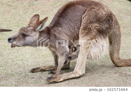 カンガルーに餌やりをする女の子、お腹の袋に子供を入れているカンガルカンガルーの親子、長崎バイオパーク 102571664