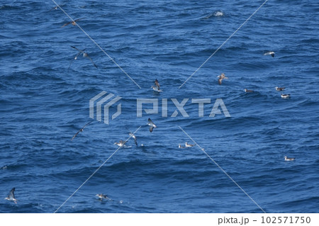 太平洋の波間を飛行するオオミズナギドリ 太平洋の波間を飛行するオオミズナギドリ 102571750