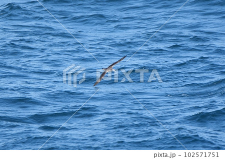 太平洋の波間を飛行するオオミズナギドリ 102571751
