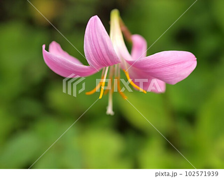 サフランモドキの花のアップ サフランモドキの花のアップ 102571939