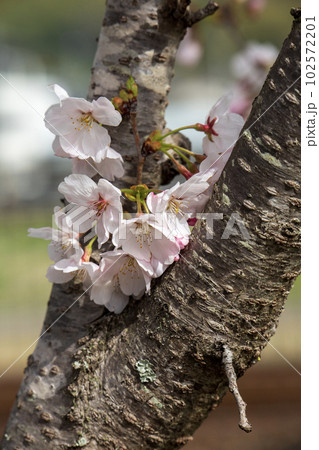 満開の桜 102572201