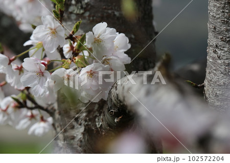 満開の桜 102572204