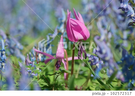カタクリとエゾエンゴサクの花園 カタクリとエゾエンゴサクの花園 102572317