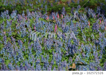 カタクリとエゾエンゴサクの花園 カタクリとエゾエンゴサクの花園 102572326