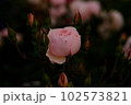綺麗に咲いているバラ 102573821