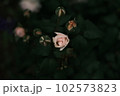 綺麗に咲いているバラ 102573823