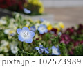 天気のいい日に綺麗に咲いているネモフィラ 102573989