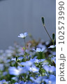 天気のいい日に綺麗に咲いているネモフィラ 102573990