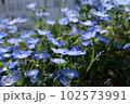 天気のいい日に綺麗に咲いているネモフィラ 102573991