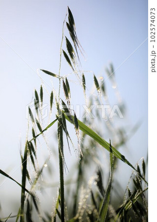 カラスムギ 102574073