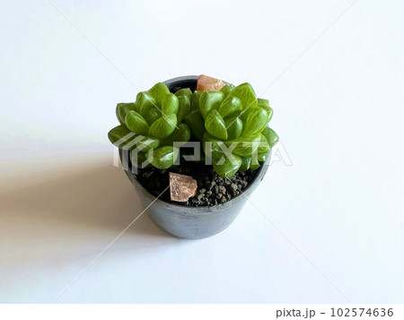 多肉植物　ウンブラティコーラ 102574636