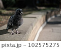 気持ちよさそうに日向ぼっこする鳩 102575275