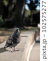 気持ちよさそうに日向ぼっこする鳩 102575277