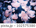 クラゲの集団 102575380