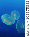 半透明なクラゲ 102575382
