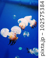 幻想的なクラゲ 102575384