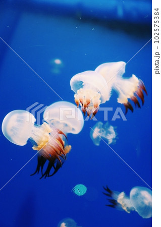 幻想的なクラゲ 幻想的なクラゲ 102575384