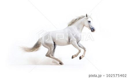白背景の白馬 102575402