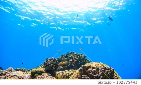 沖縄　阿嘉島のニシハマビーチ　水中写真 102575443