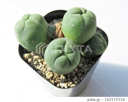 ロフォフォラ 102575559