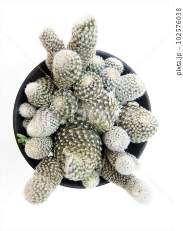 ラウイ ラウイ 102576038