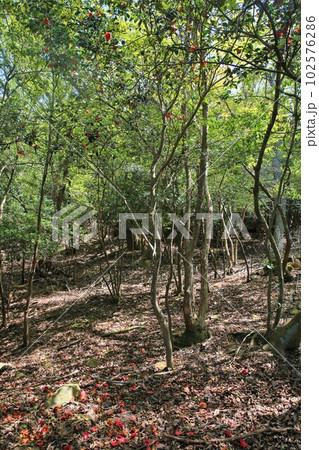 登山 登山 102576286