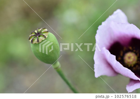 自生アツミゲシの果実(セティゲルム種) 自生アツミゲシの果実(セティゲルム種) 102576518