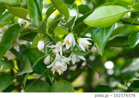 ユズの花　花　柚子　柚子の花　ユズの花　咲く　春　葉 102576576
