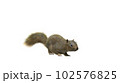 Squirrel with fluffy Fur in standing or jump pose isolated on White Background with Clipping Path. 102576825