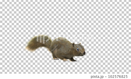 Squirrel with fluffy Fur in standing or jump pose isolated on White Background with Clipping Path. 102576825