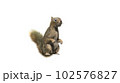 Squirrel with fluffy Fur in standing or jump pose isolated on White Background with Clipping Path. 102576827