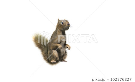 Squirrel with fluffy Fur in standing or jump pose isolated on White Background with Clipping Path. 102576827
