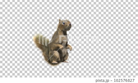 Squirrel with fluffy Fur in standing or jump pose isolated on White Background with Clipping Path. 102576827
