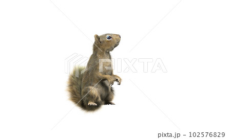 Squirrel with fluffy Fur in standing or jump pose isolated on White Background with Clipping Path. 102576829