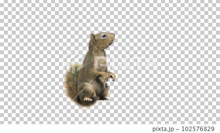Squirrel with fluffy Fur in standing or jump pose isolated on White Background with Clipping Path. 102576829
