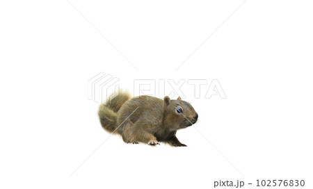 Squirrel with fluffy Fur in standing or jump pose isolated on White Background with Clipping Path. 102576830
