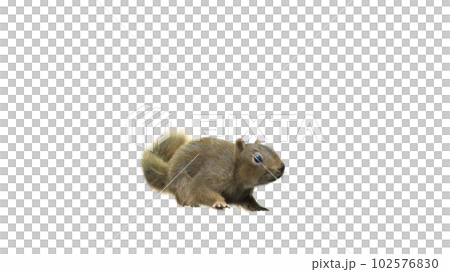 Squirrel with fluffy Fur in standing or jump pose isolated on White Background with Clipping Path. 102576830