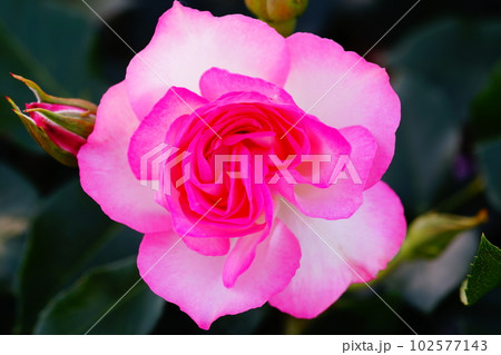 薔薇(ストロベリーアイス) 薔薇(ストロベリーアイス) 102577143