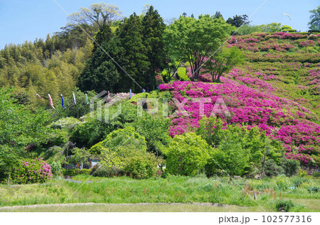ツツジの花が見頃を迎えた古代出雲王陵の丘 102577316