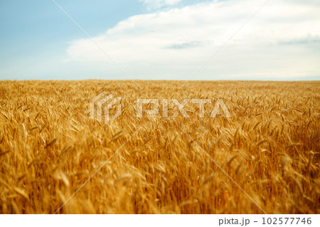 Backdrop of ripening ears of yellow wheat field on the sunset orange sky background. Idea of a rich harvest. 102577746