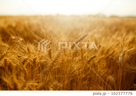 Amazing agriculture sunset landscape.Growth nature harvest. Wheat field natural product. Amazing agriculture sunset landscape.Growth nature harvest. Wheat field natural product. 102577776