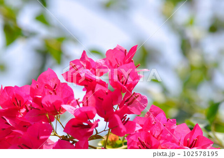 Bougainvillea or paper flower , red paper flower Bougainvillea or paper flower , red paper flower 102578195