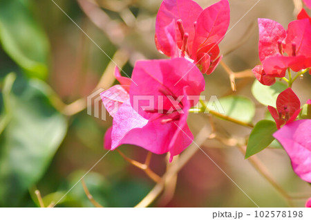 Bougainvillea or paper flower , red paper flower Bougainvillea or paper flower , red paper flower 102578198