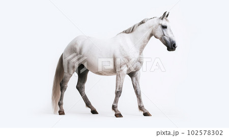 白背景の白馬 102578302