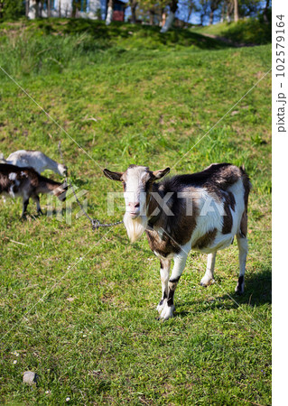 Funny goats standing among the green field, animal grazing. Rural economy. Mom and child. Looking into the camera. 102579164