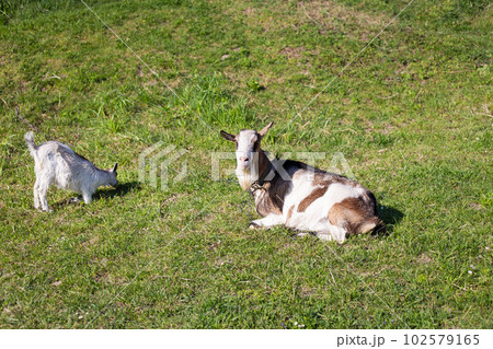 Funny goats standing among the green field, animal grazing. Rural economy. Mom and child lie on the grass. 102579165