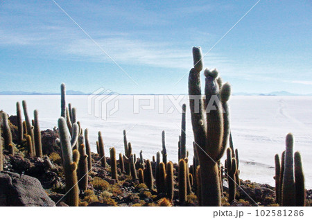 ボリビア　インカワシ島からウユニ塩湖を望む 102581286